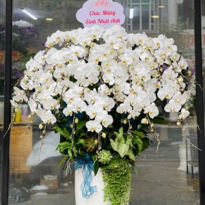 Lan Hồ Điệp Trắng Đại
