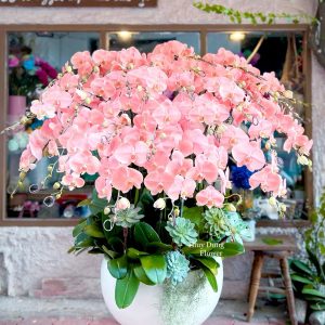 Lan Hồ Điệp Hồng Kiêu Sa