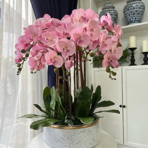 Lan Hồ Điệp Hồng Thơ Ngây