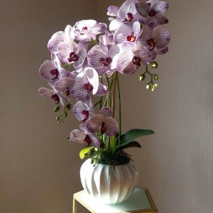 Lan Hồ Điệp Vân Tím
