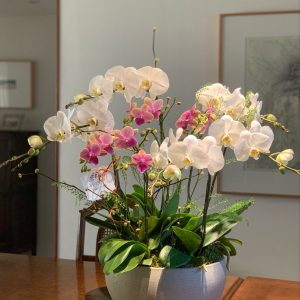 Lan Hồ Điệp Đa Sắc