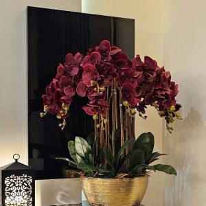 Lan Hồ Điệp Đỏ Rượu Vang