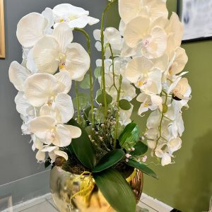 Lan Hồ Điệp Trắng Kim Tiền